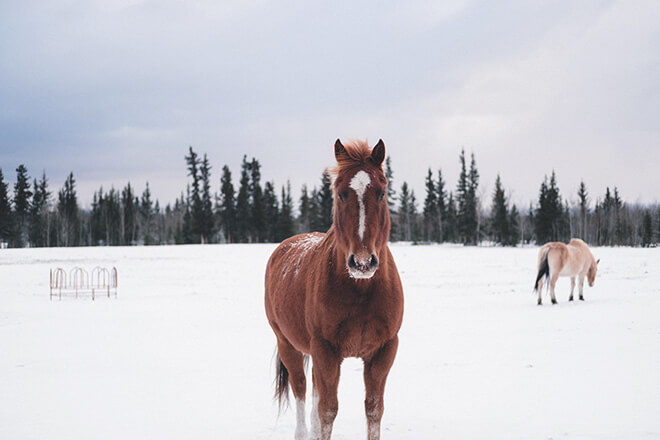 horse out in snow covered pasture with pine trees in the distance