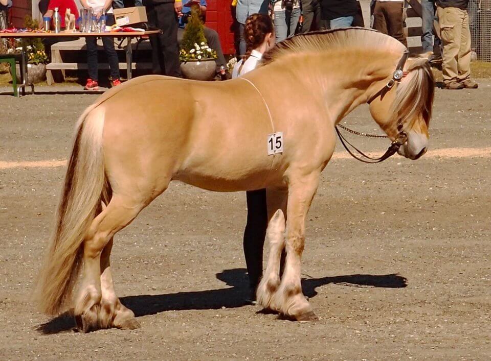 Norwegian Fjord horse at a competition