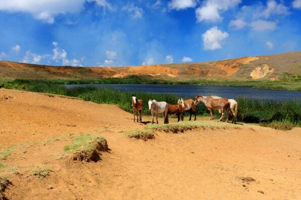 horses next to a pond on Easter Island