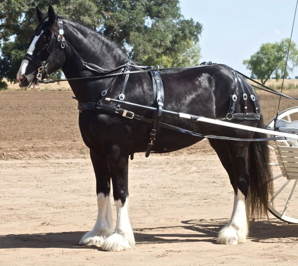 Shire draft horse pulling a carriage