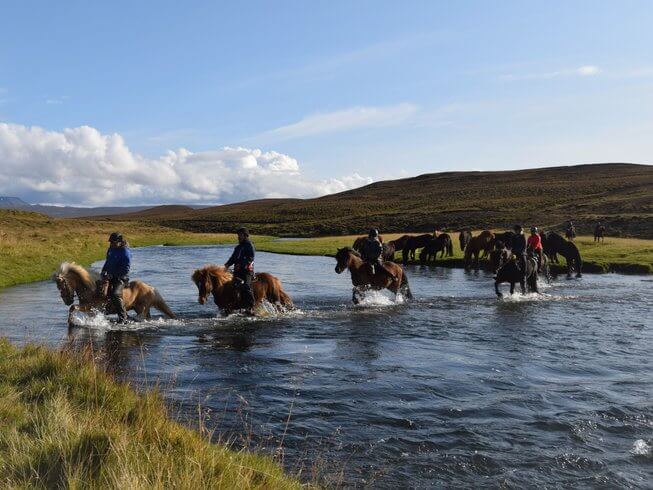 Icelandic horses moving through a river in Iceland on a riding tour