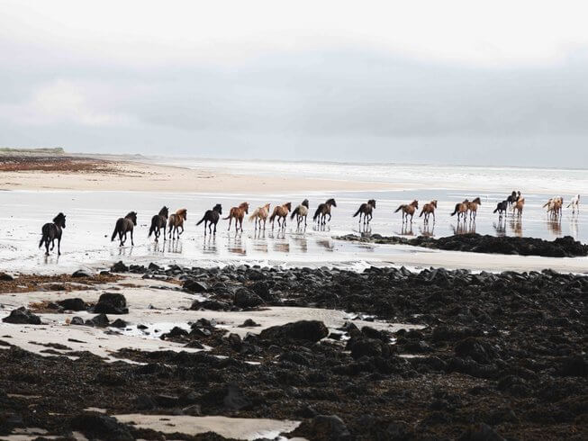 loose horses running through shallows in Iceland