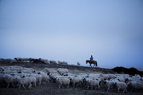 mongolian rider herding sheep at twilight
