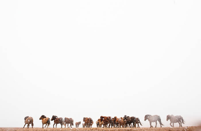 Mongolian horses in a snowstorm on the steppe