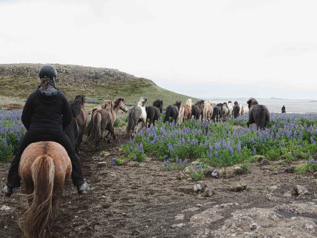 horseback riding trail line, riding through the lupine flowers in Iceland