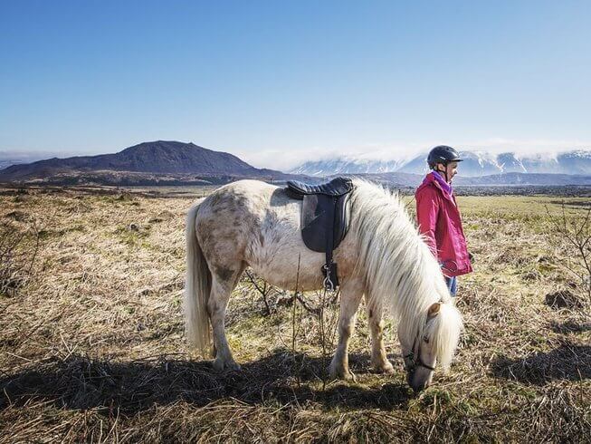 Icelandic horse taking a break on a trail ride in Iceland highlands vacation