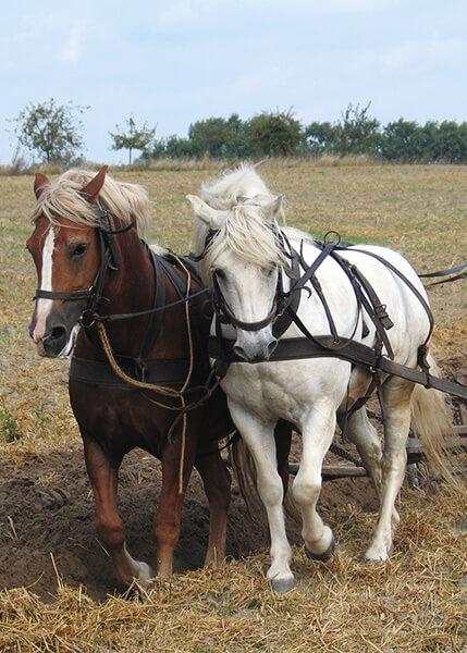 a chestnut and a white horse pulling a plow in a field