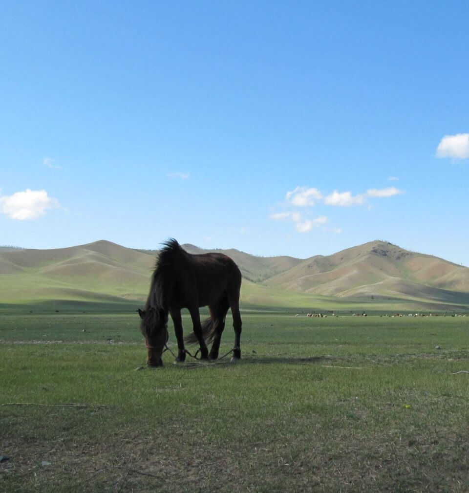 Mongolian horse grazing in an open field with hills in the background