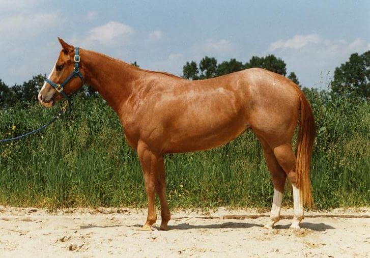 red roan quarter horse