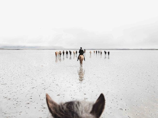 horseback riding tour on Iceland's beach, view from the horse of herd of trail horses