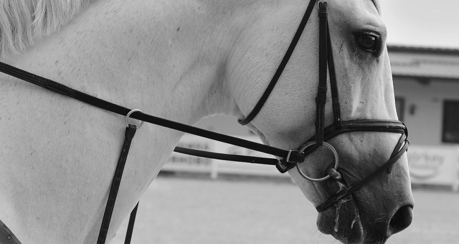 gray horse head with dressage bridle with a loose ring bit