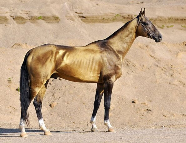 golden buckskin Akhal-Teke Stallion standing in the desert