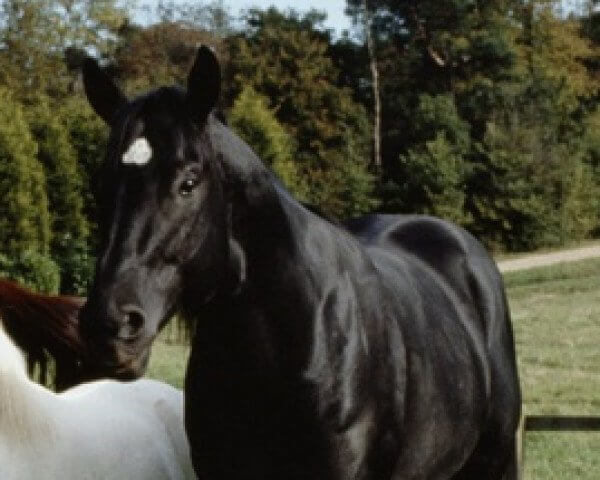 black stallion horse Docs Keepin Time Hollywood