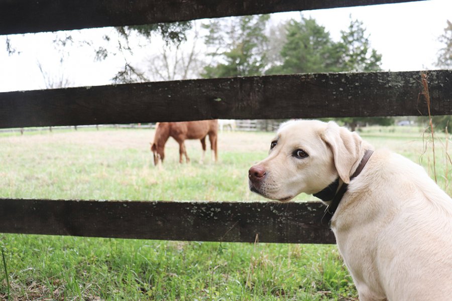 dog sitting next to three board horse fence with horse in the background