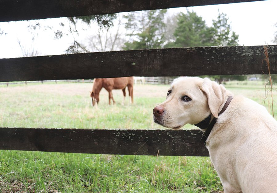 dog sitting next to three board horse fence with horse in the background