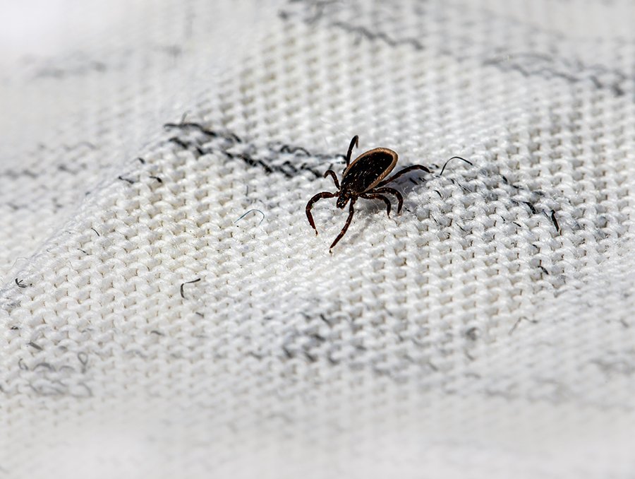 what to do about ticks on a horse