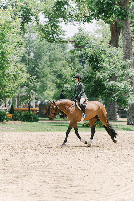 horse trotting in hack class at Upperville Horse Show