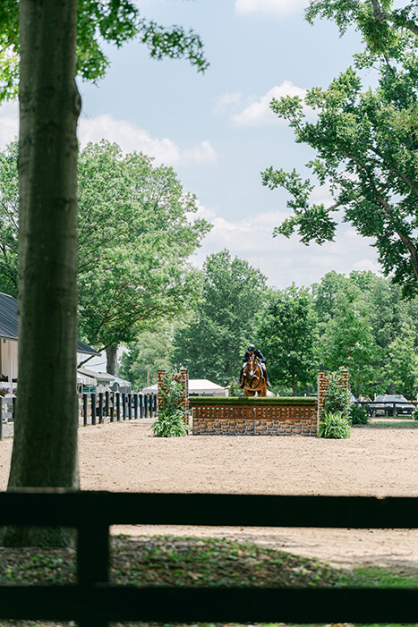 horse jumping at Upperville with oak tree and fence in the foreground