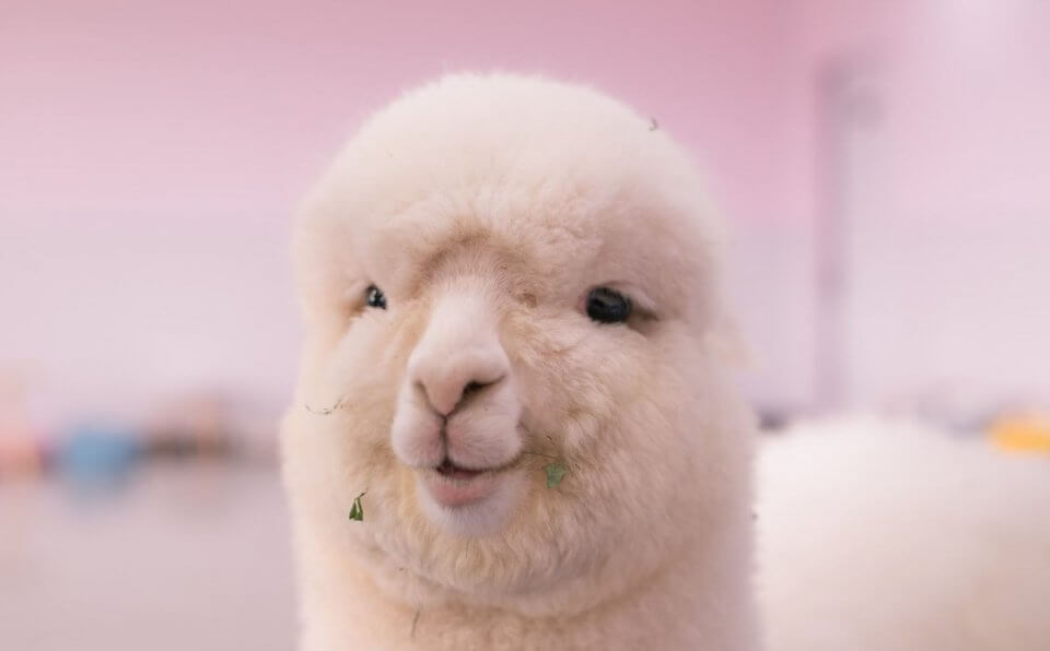 white fluffy alpaca