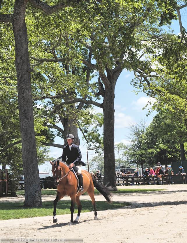 hunter horse hack riding under the oaks of Upperville