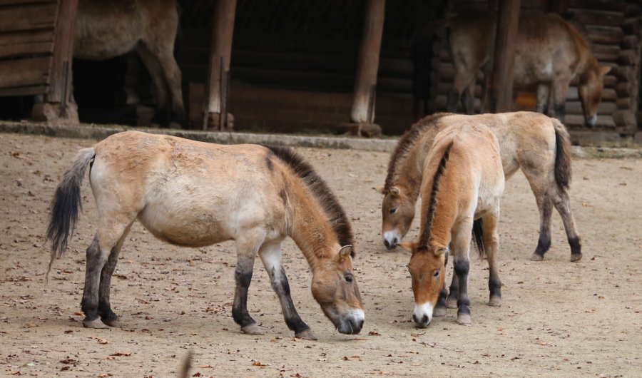 przewalski horses at the zoo
