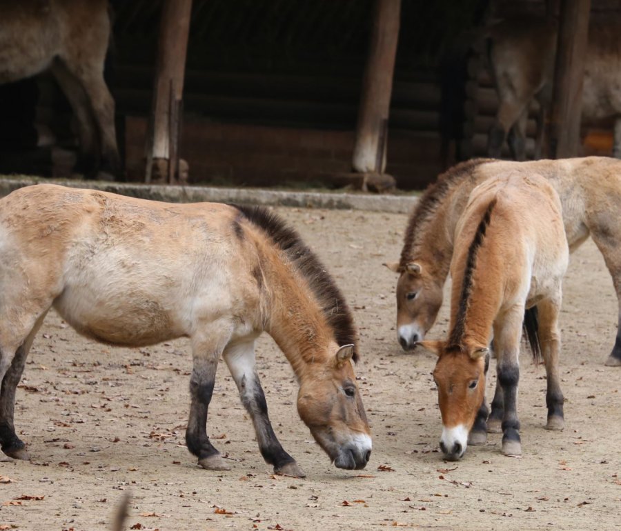 przewalski horses at the zoo