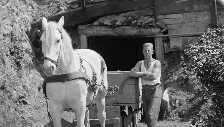 pit pony pulling coal out of a mine with handler standing next to him