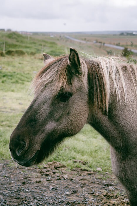 Icelandic horse head with open landscape behind