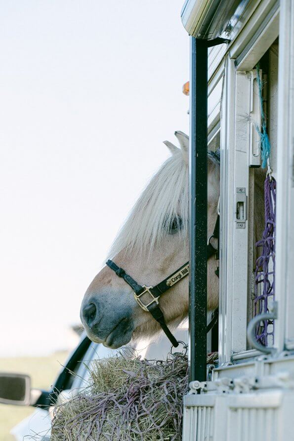 pony sticking its head out of a trailer window