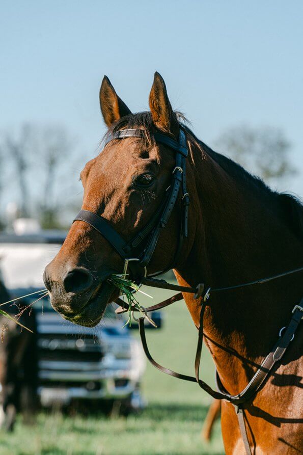 close up of horse's head